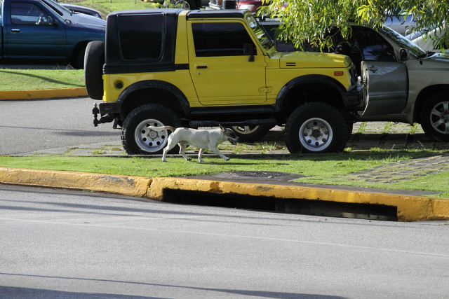 駐車場を闊歩する犬