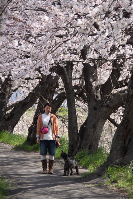 桜散歩なエース