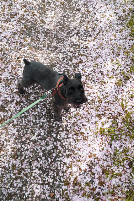 桜の絨毯なエース